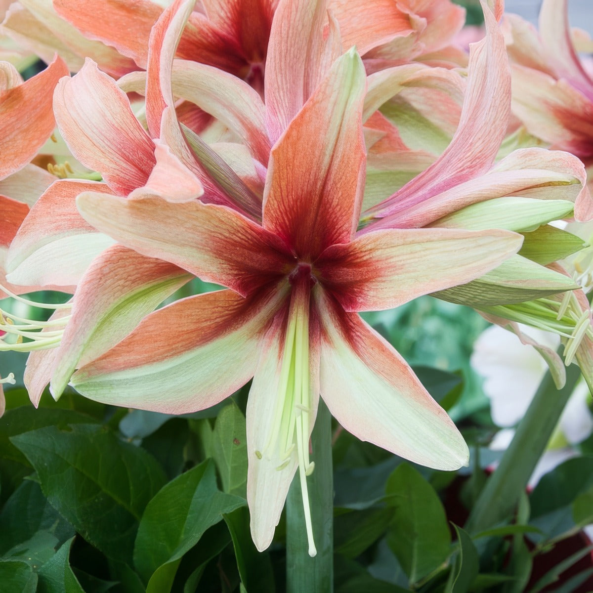 Hippeastrum Wild Amazone Pkhipwaz - Garden Express Australia