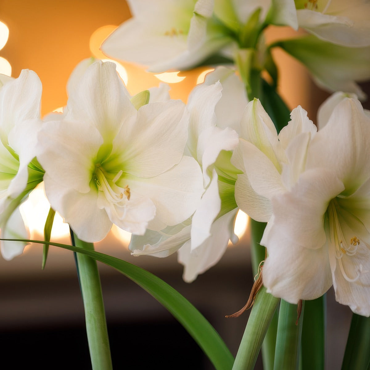 Hippeastrum White Sensation Pkhipwse - Garden Express Australia