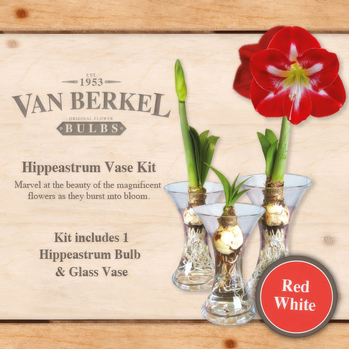 Vb Hippeastrumvase Red White - Garden Express Australia
