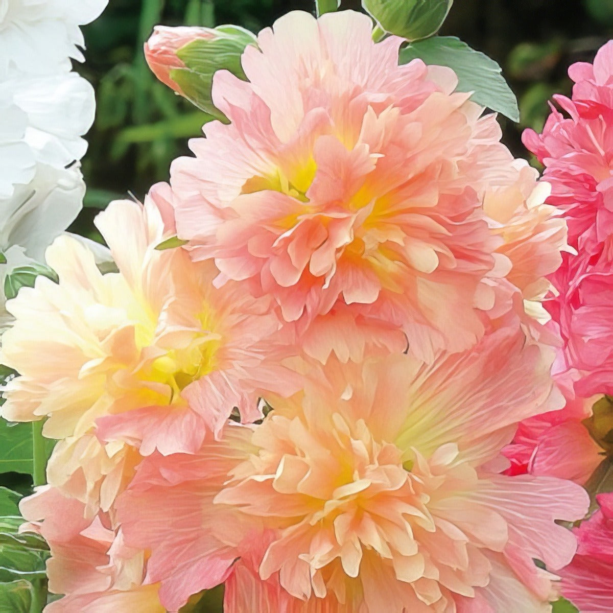 Hollyhock Spring Celebrity Apricot Pplholsca - Garden Express Australia