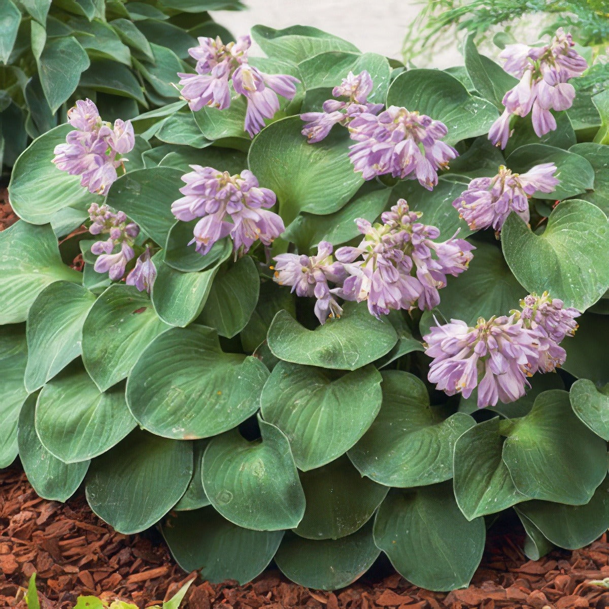 Hosta Blue Mouse Ears Lpohosbme - Garden Express Australia