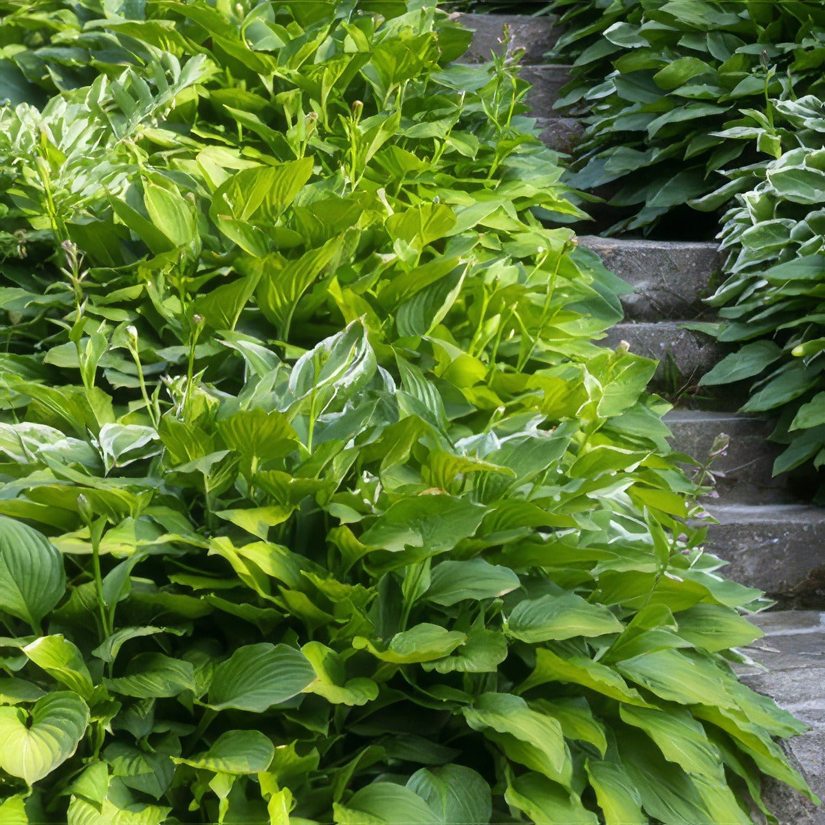 Hosta Green Lady Pplhosgre - Garden Express Australia