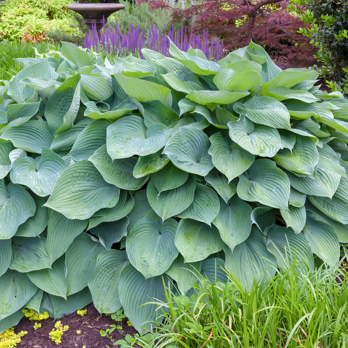 Hosta Big Daddy Pkhosbda - Garden Express Australia