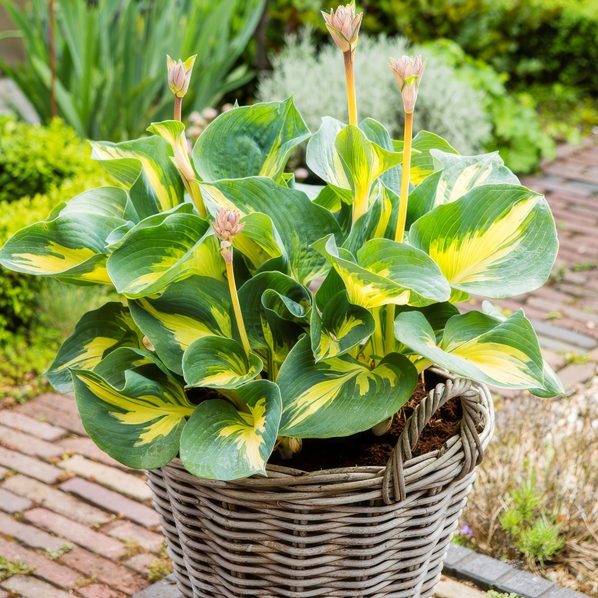 Hosta Beach Boy Pkhosbeb - Garden Express Australia