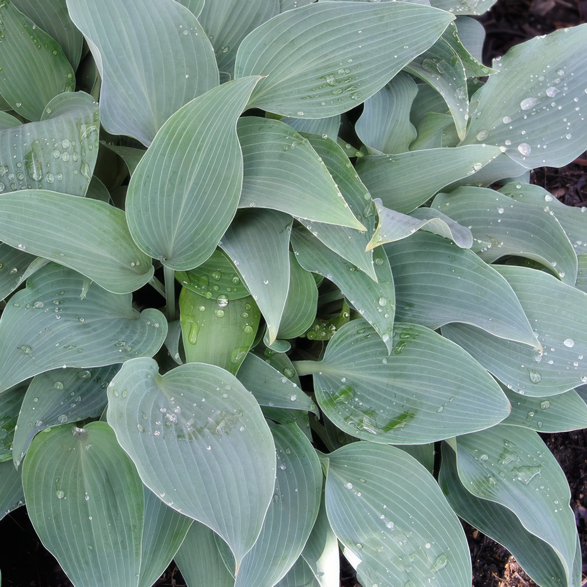 Hosta Fragrant Blue 2024 Pkhosfbl - Garden Express Australia