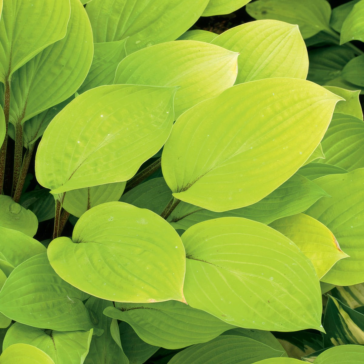 Hosta Fire Island Pkhosfis - Garden Express Australia