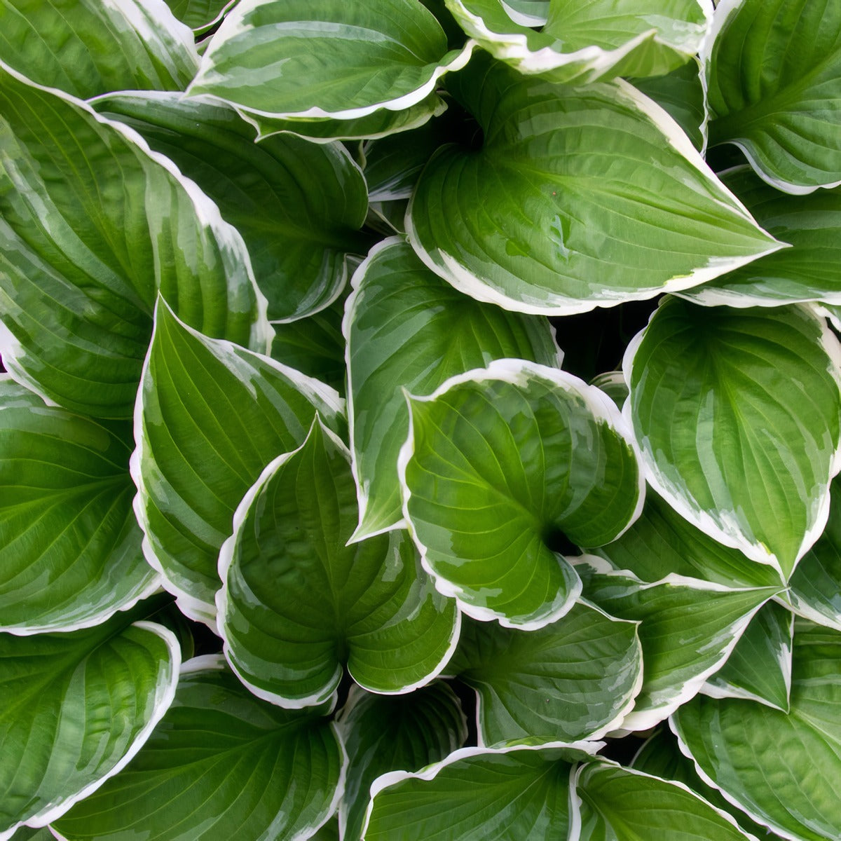 Hosta Francee Pplhosfra - Garden Express Australia