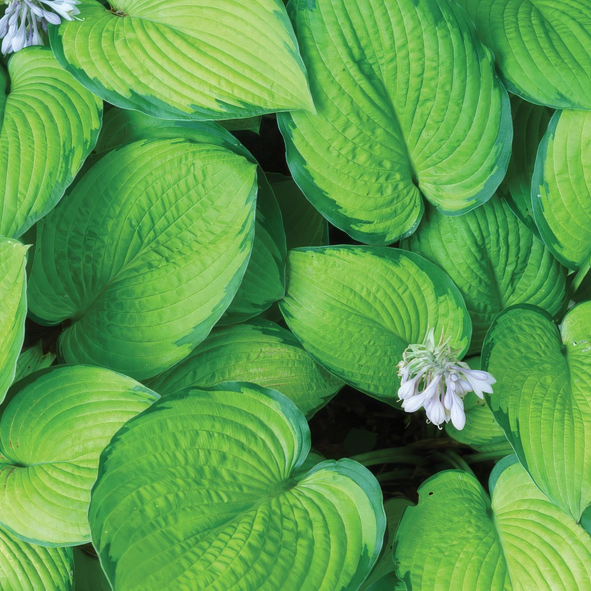 Hosta Forest Shadows Pplhosfsh - Garden Express Australia