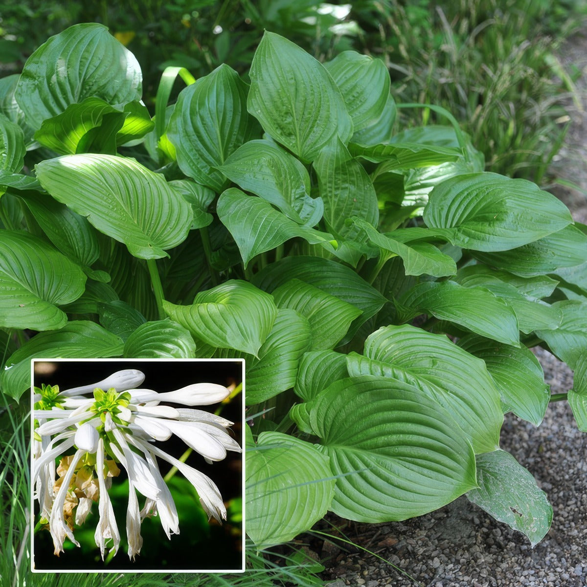 Hosta Grandiflora Pkhosgra - Garden Express Australia