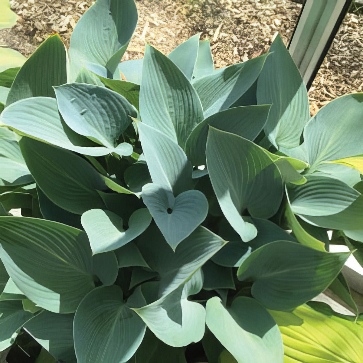 Hosta Halcyon Pplhoshal - Garden Express Australia