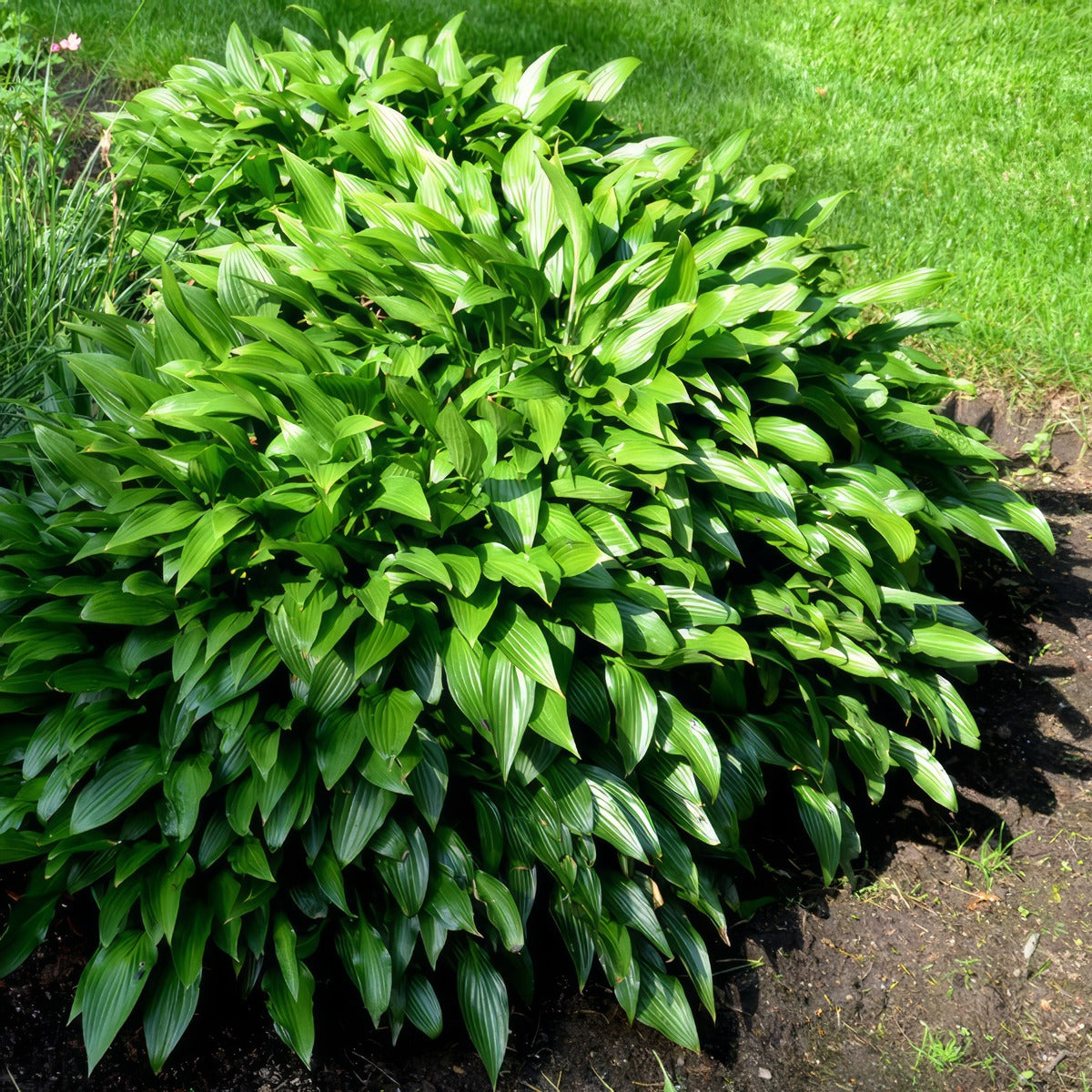 Hosta Lance Leaf Pkhoslle - Garden Express Australia