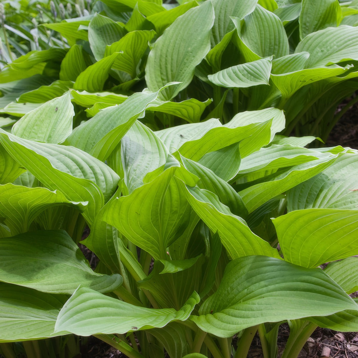 Hosta Lime Marmalade Pkhoslma - Garden Express Australia