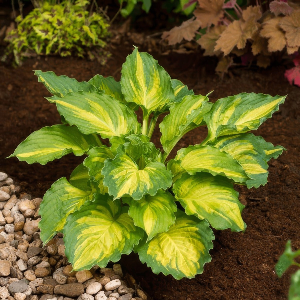 Hosta Lakeside Paisley Print Pkhoslpp - Garden Express Australia
