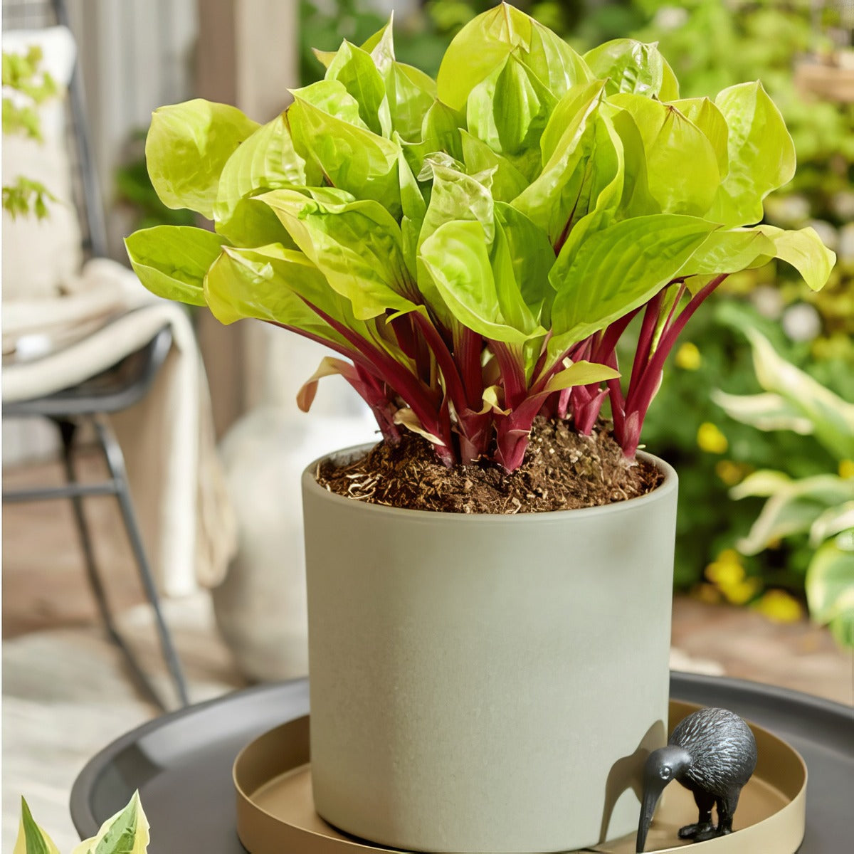 Hosta Lemon Snap Pkhoslsn - Garden Express Australia