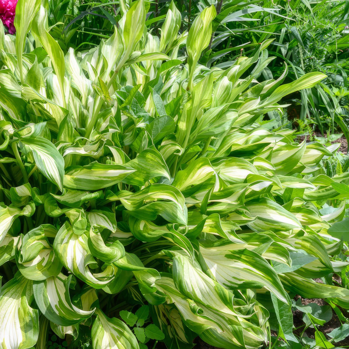 Hosta Mini Hideout Pkhosmhi - Garden Express Australia