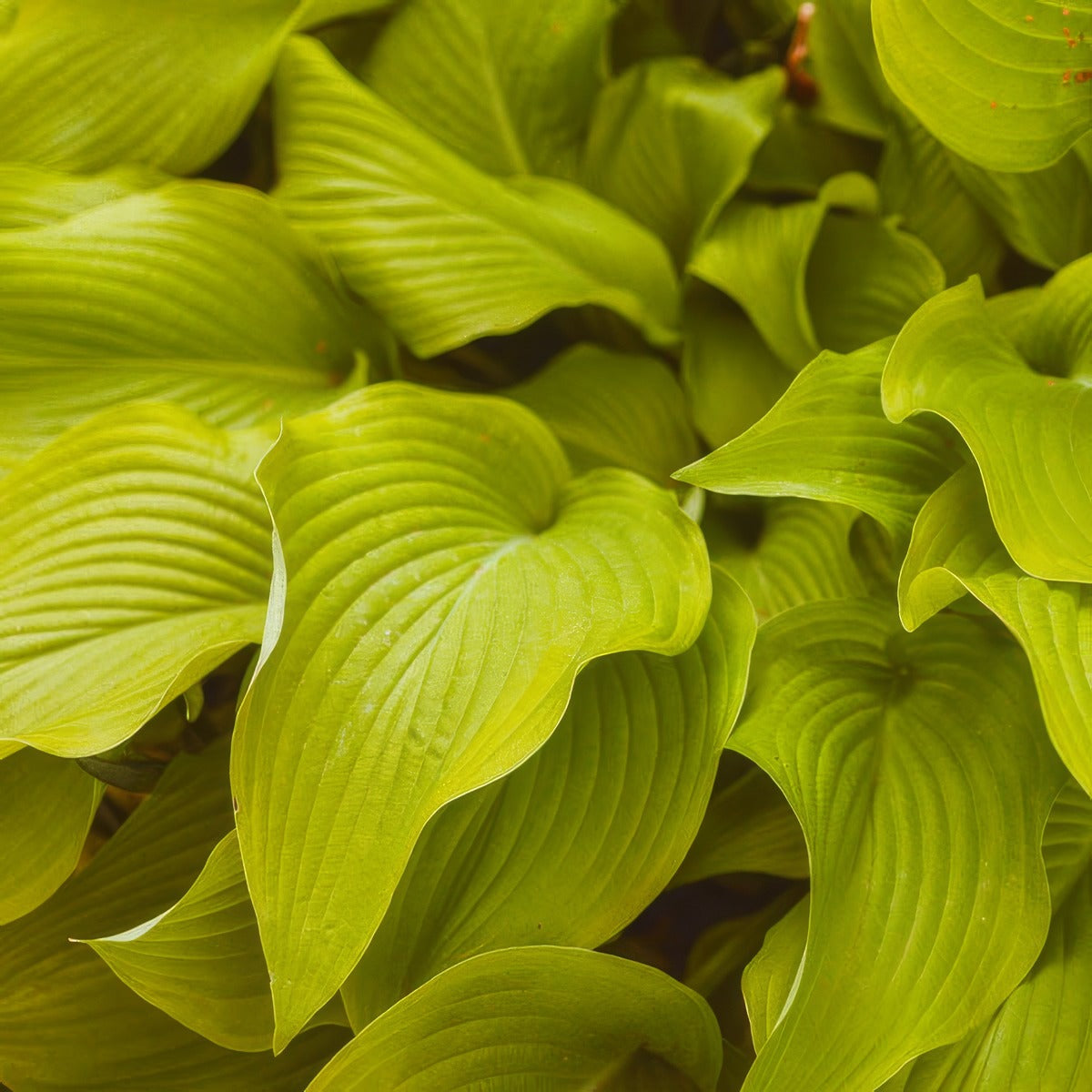 Hosta Pale Green PKHOSPGR