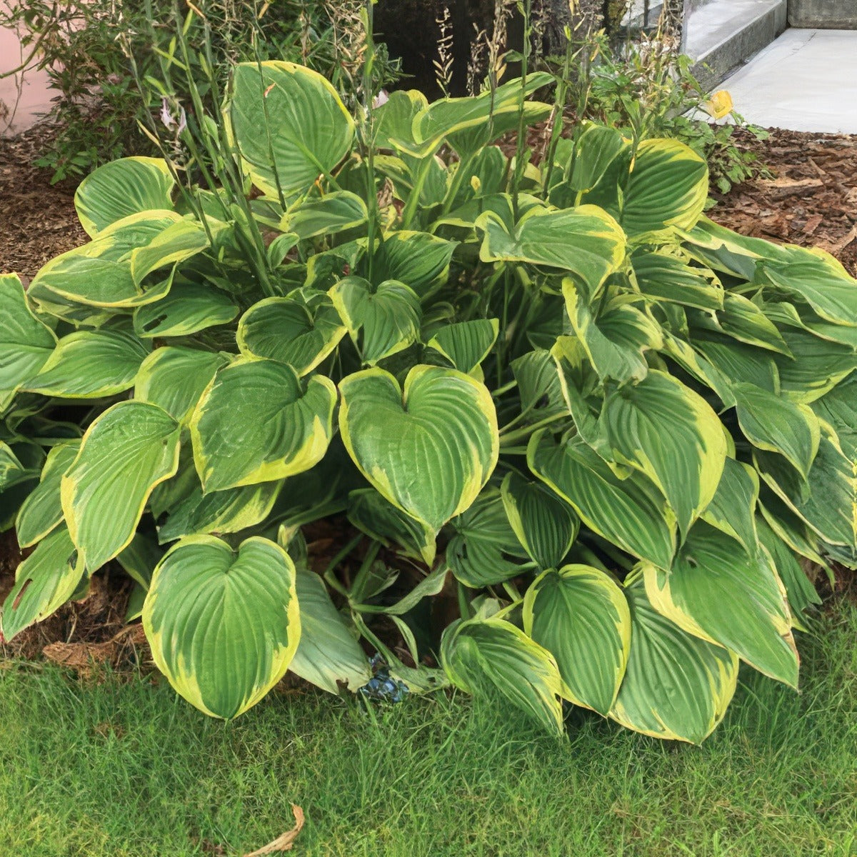 Hosta Twilight 2019 Pplhostwi - Garden Express Australia