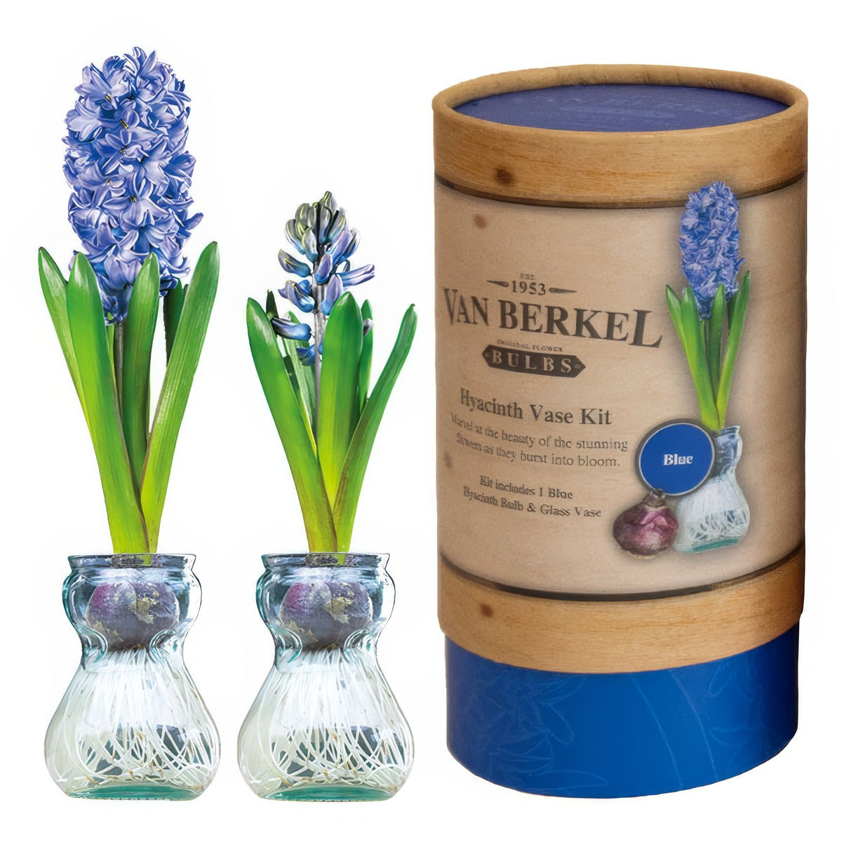 Vb Hyacithvase Blue - Garden Express Australia