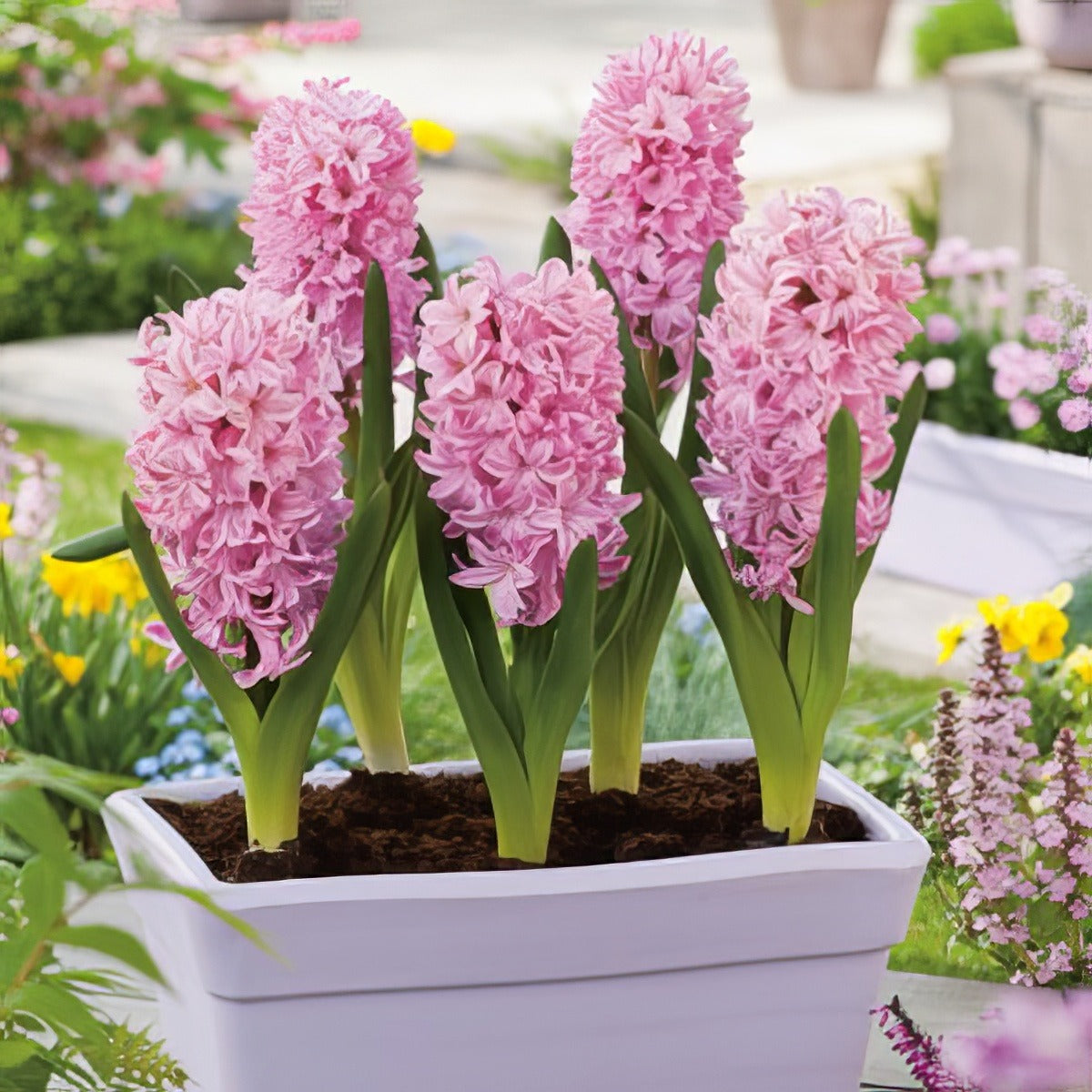 Hyacinth Fondant 2 Pkhyafon 2025 - Garden Express Australia