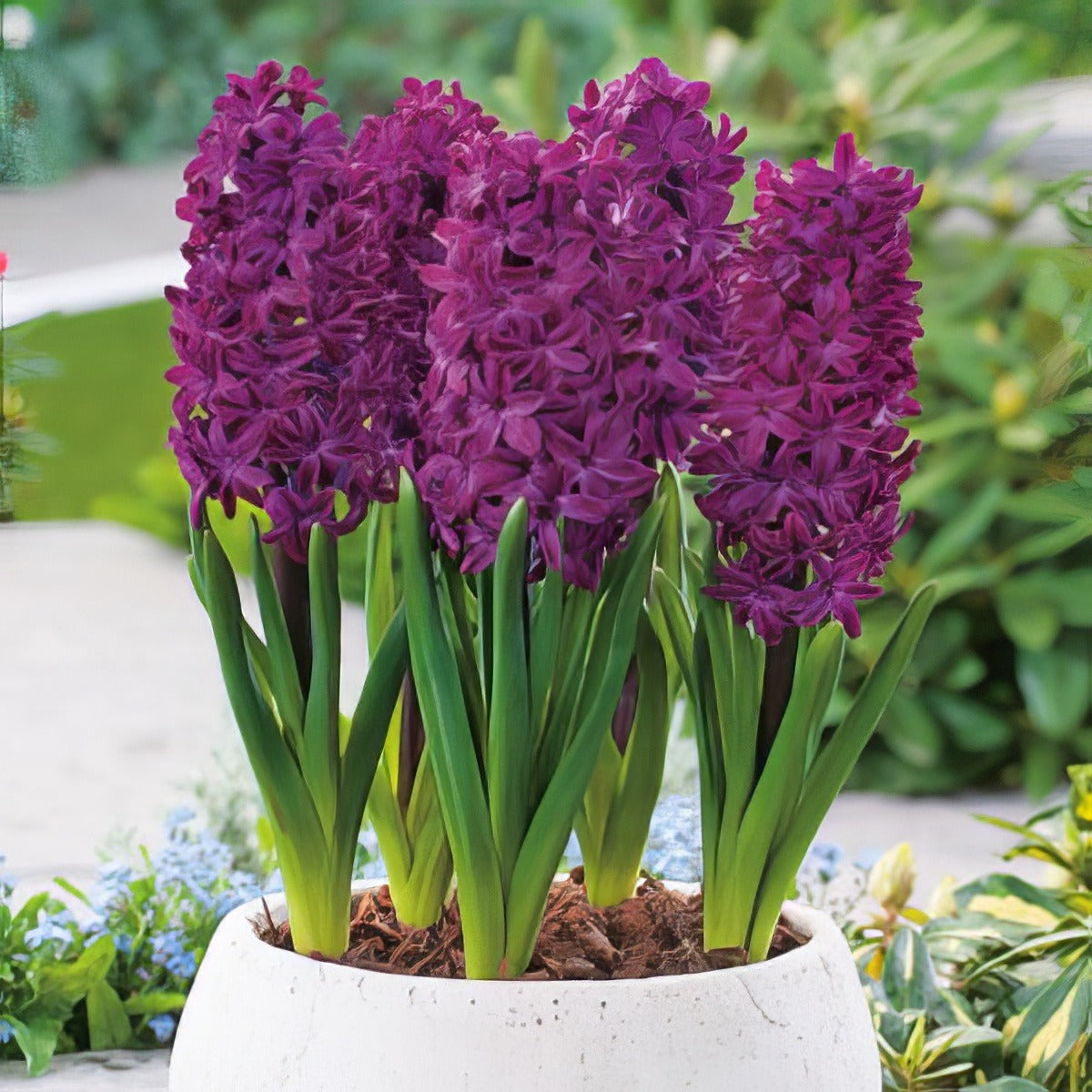 Hyacinth Woodstock Pkhyawoo 2025 - Garden Express Australia