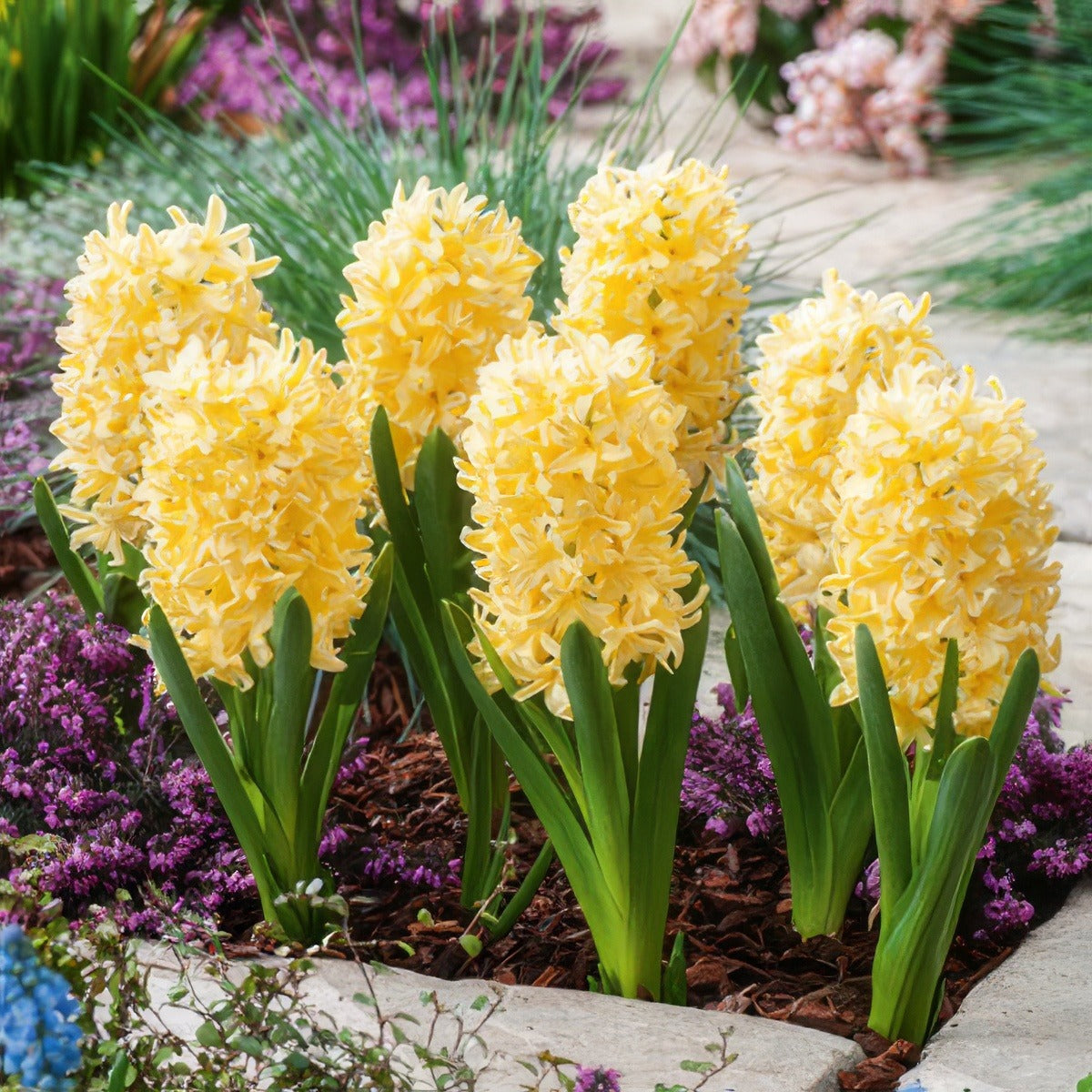 Hyacinth Yellowstone 2 Pkhyayel 2025 - Garden Express Australia