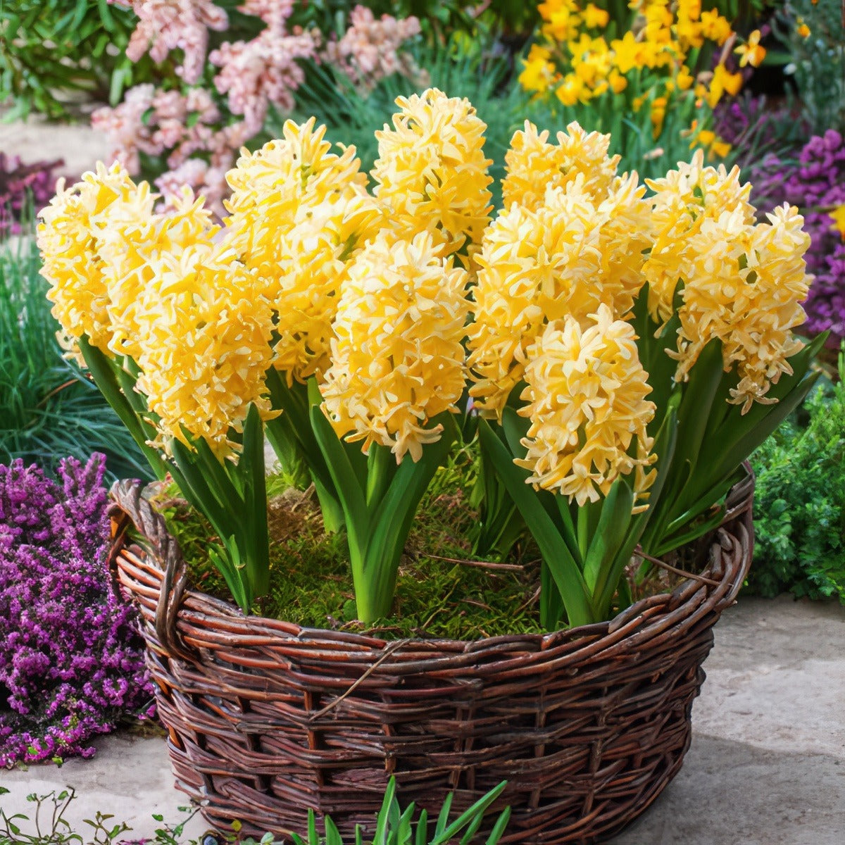 Hyacinth Yellowstone 3 Pkhyayel 2025 - Garden Express Australia
