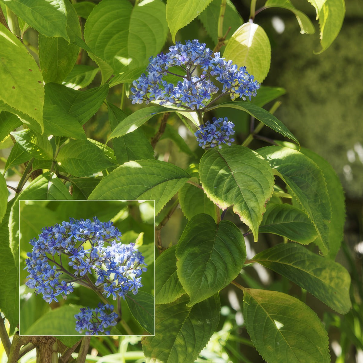 Dichroa Evergreen Hydrangea 21 Ppldicver - Garden Express Australia