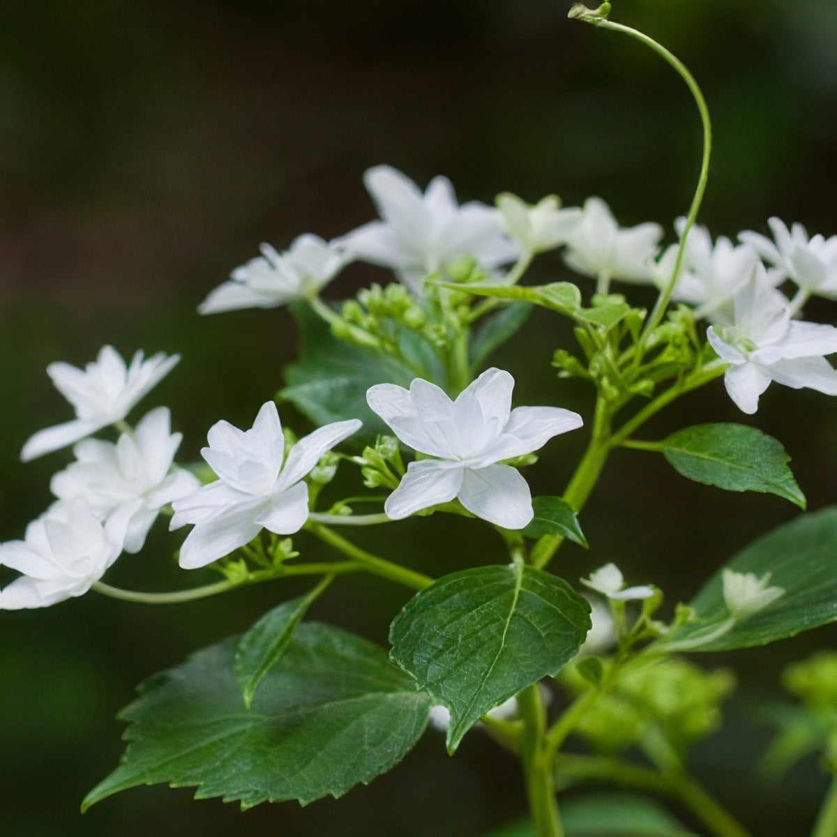 Hydrangea Fireworks By Yoko Nekonomania Via Wiki - Garden Express Australia