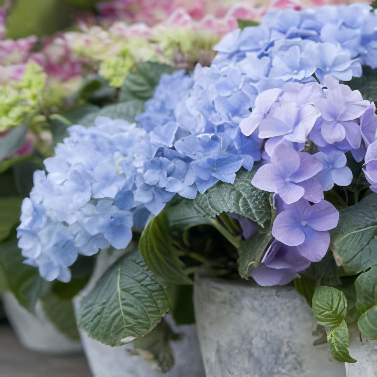 Hydrangea Nikko Dwarf Blue Lpohydnik - Garden Express Australia