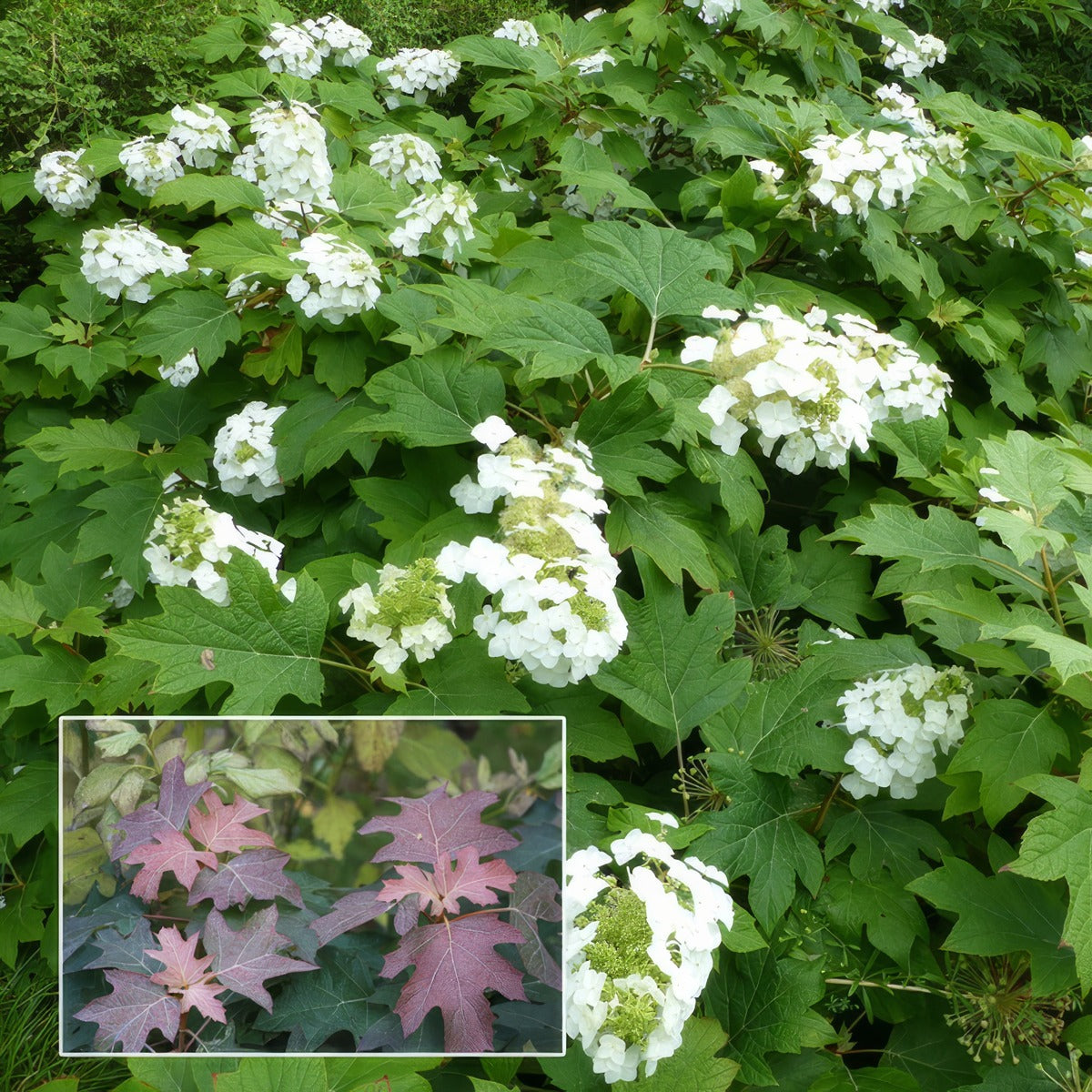 Oak Leaf Hydrangea Pplhydoak - Garden Express Australia