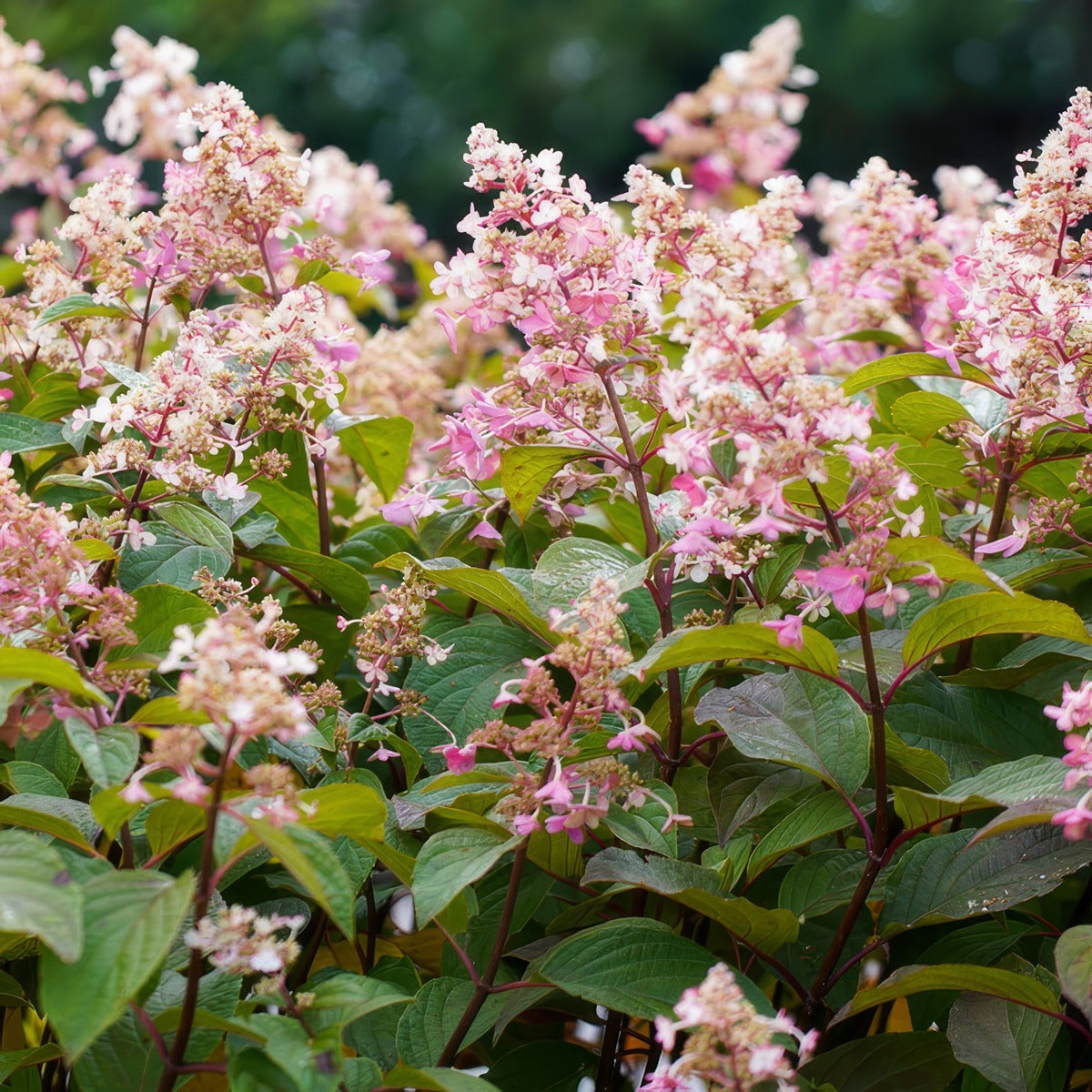 Hydrangea Candlelight - Garden Express Australia