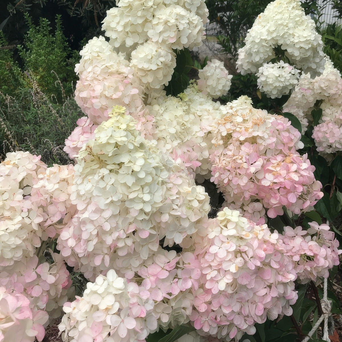 Hydrangea Candlelight 2 - Garden Express Australia