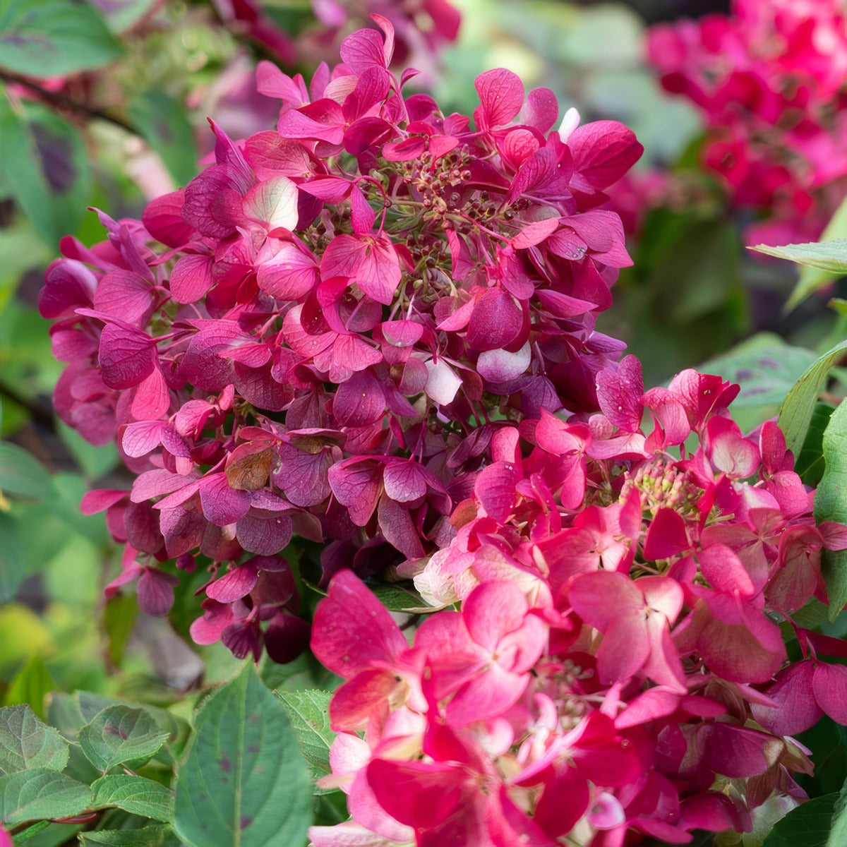 Hydrangea Diamond Rouge Cut Flower Close Up - Garden Express Australia