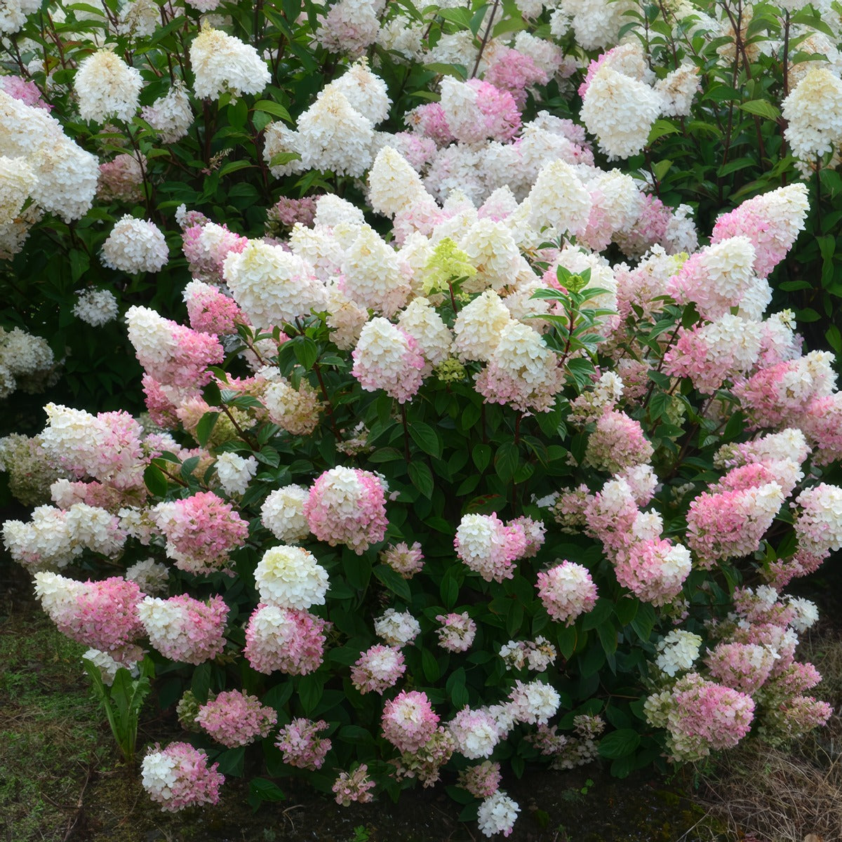 Hydrangea Sundae Fraise - Garden Express Australia