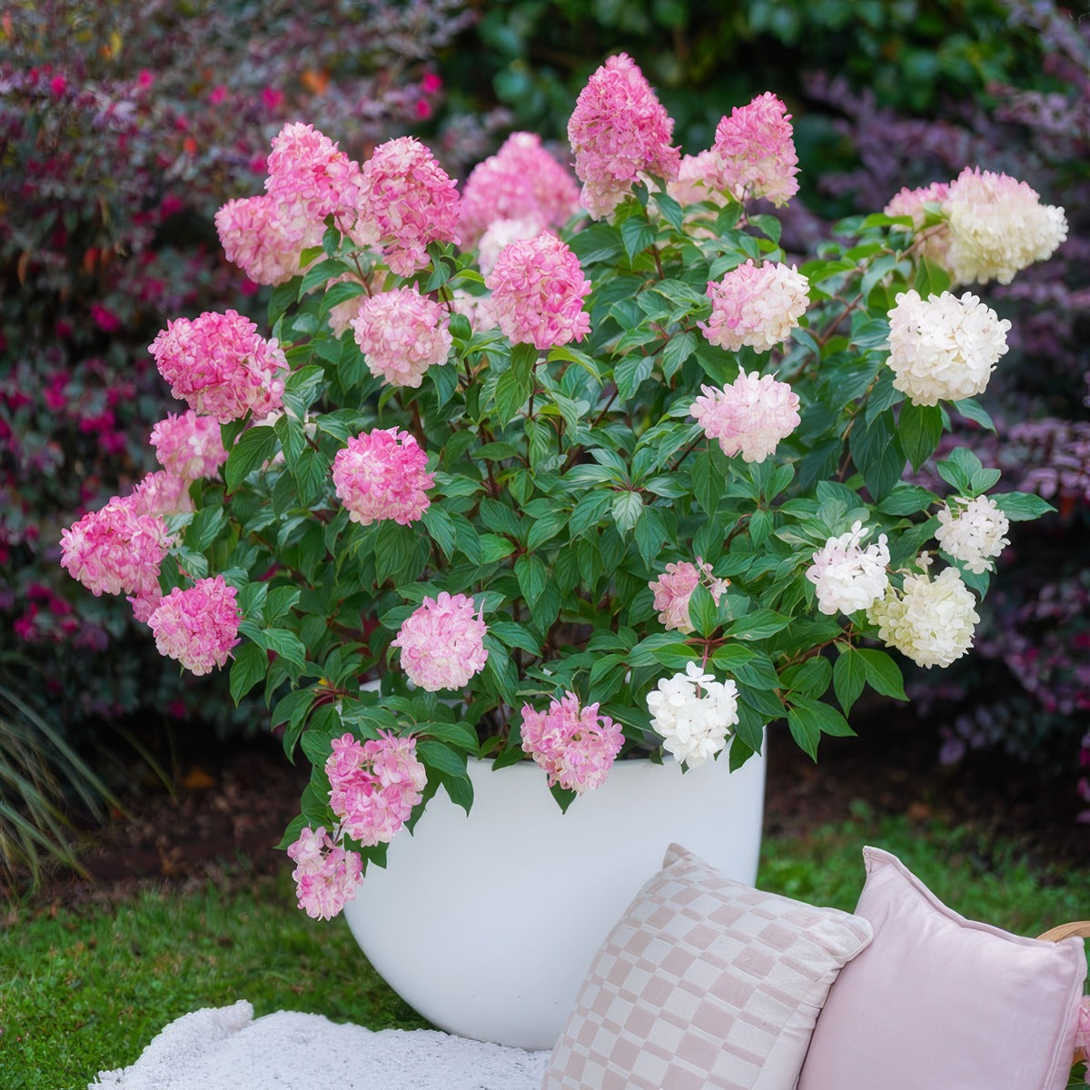 Hydrangea Sundae Fraise P10hydsfr - Garden Express Australia