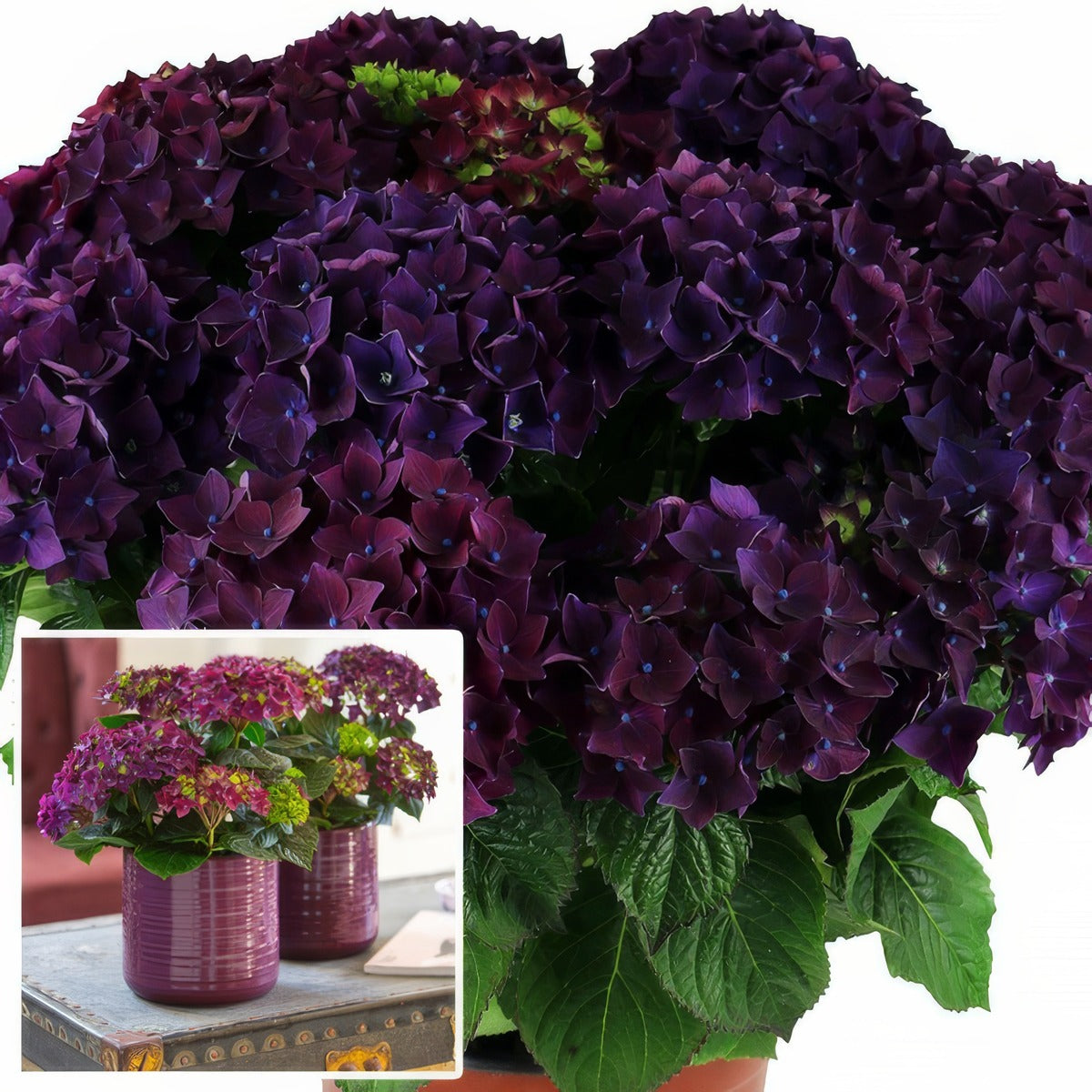 Hydrangea Deep Purple 01 P14hyddpu - Garden Express Australia