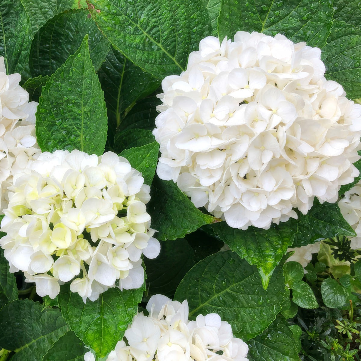 Hydrangea Tea Time White Pplhydttwh - Garden Express Australia