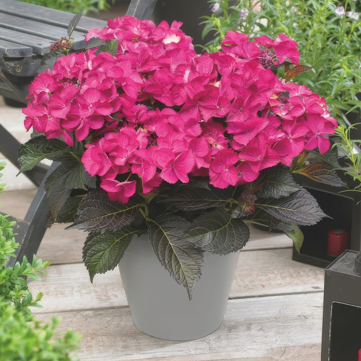 Hydrangea Tuxedo Pink 1 - Garden Express Australia