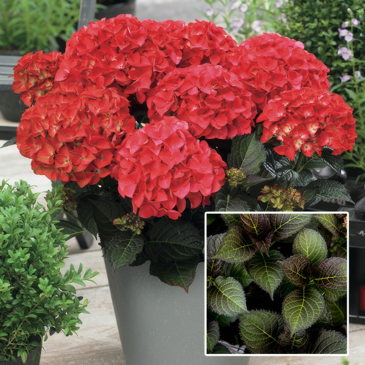 Hydrangea Tuxedo Red P20hydtre - Garden Express Australia