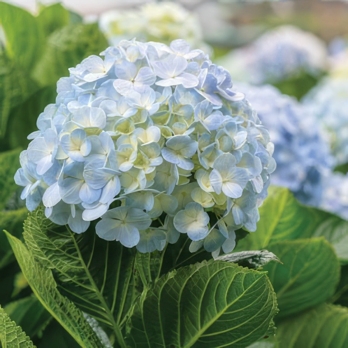 Hydrangea Amethyst Lpohydame - Garden Express Australia