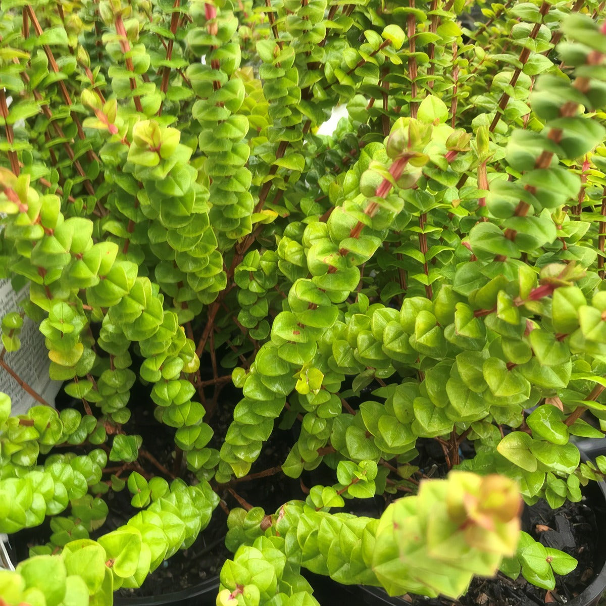 Hypocalymma Cordifolium P14hypcor - Garden Express Australia