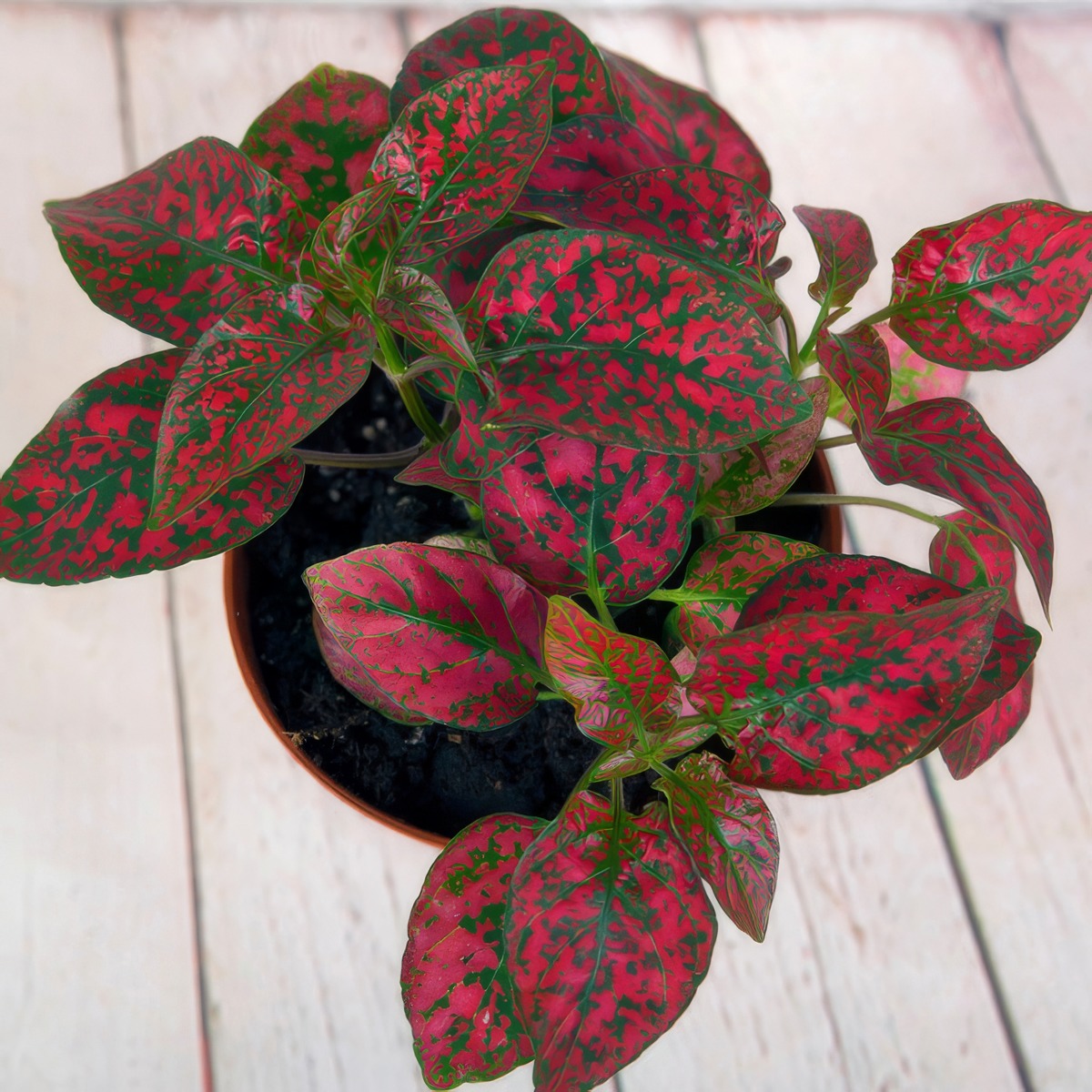 Hypoestes Red Splash Pplhyprsp - Garden Express Australia