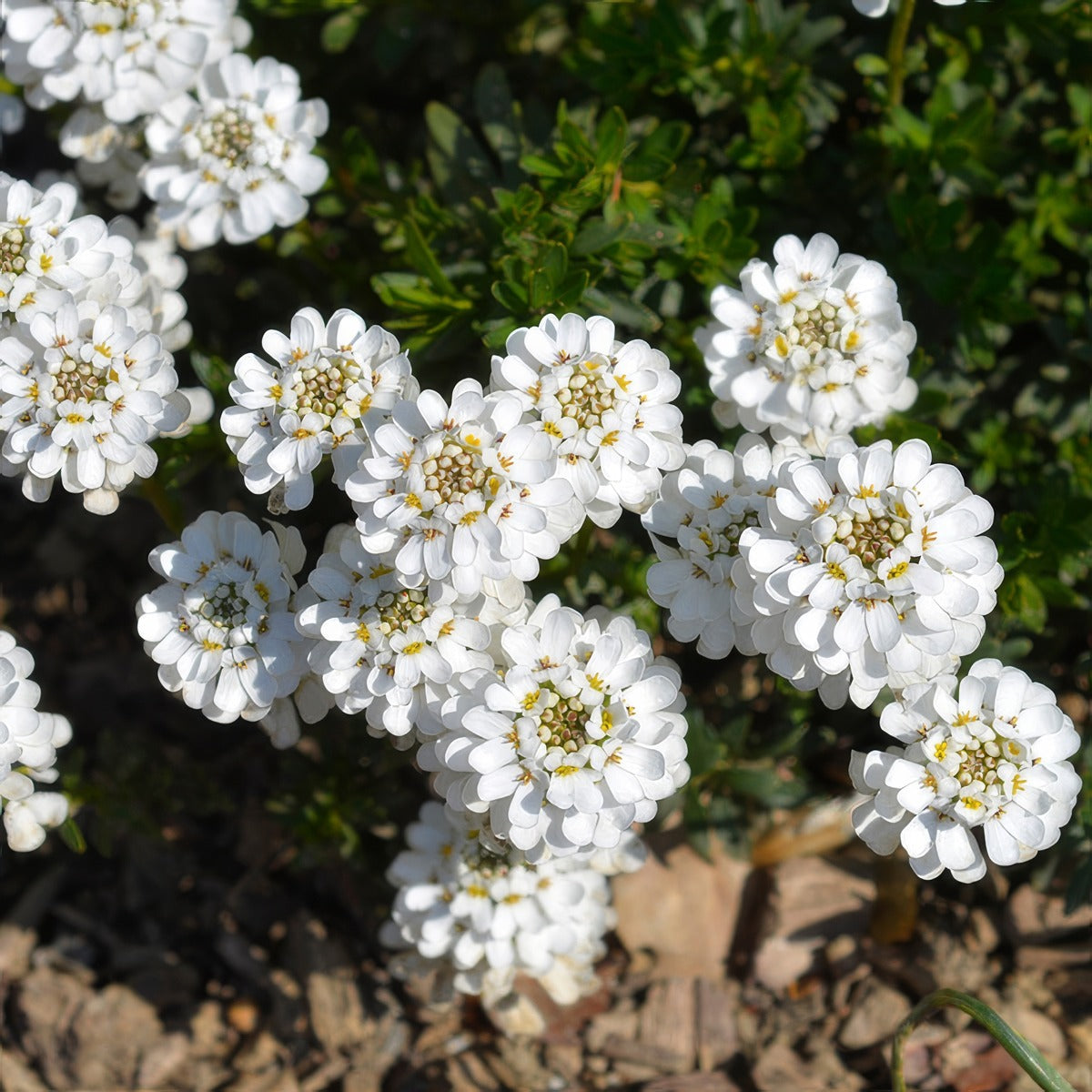 Iberis White - Garden Express Australia