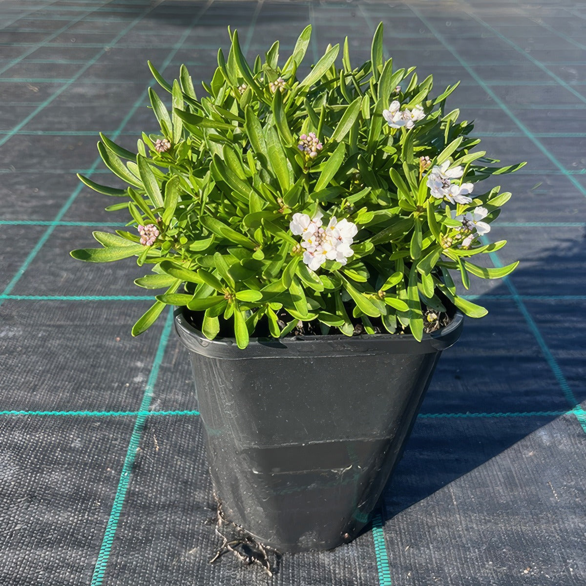 Iberis White Pot - Garden Express Australia