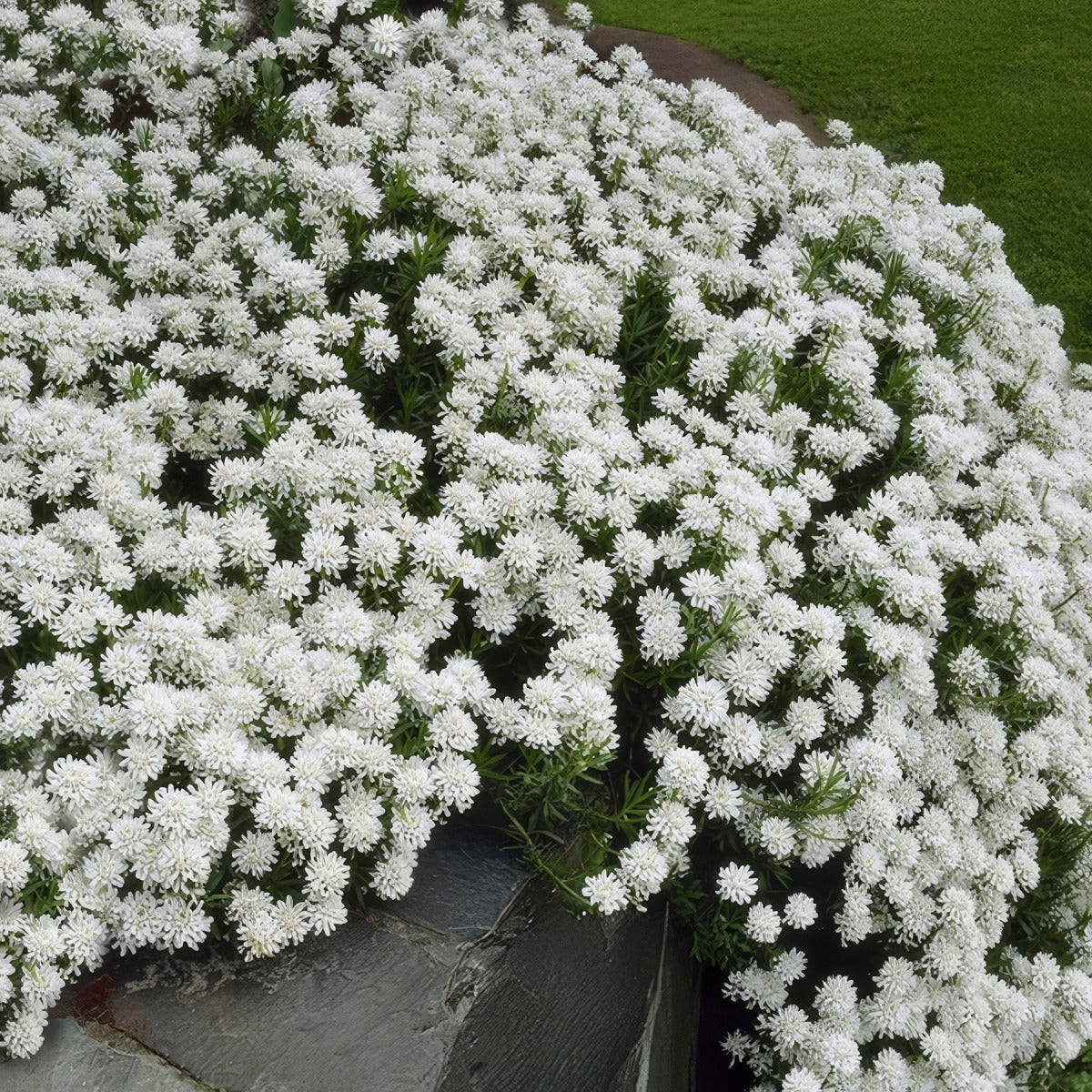 Iberis White P14ibewhi - Garden Express Australia