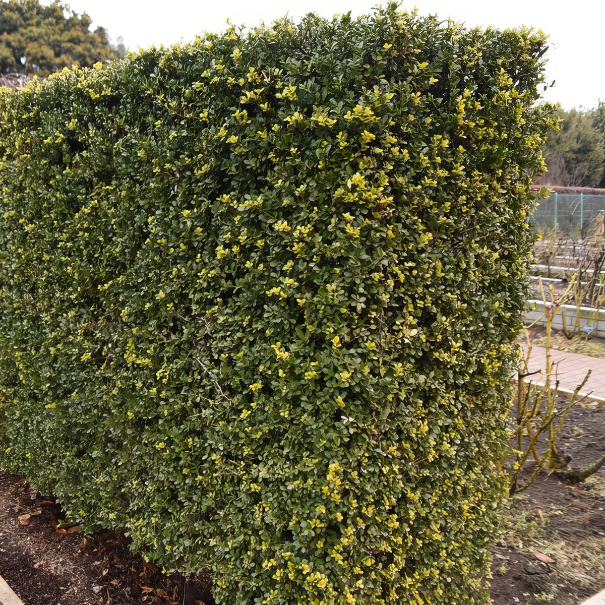 Ilex Fastigiata Green Pillar P20ilefgp - Garden Express Australia