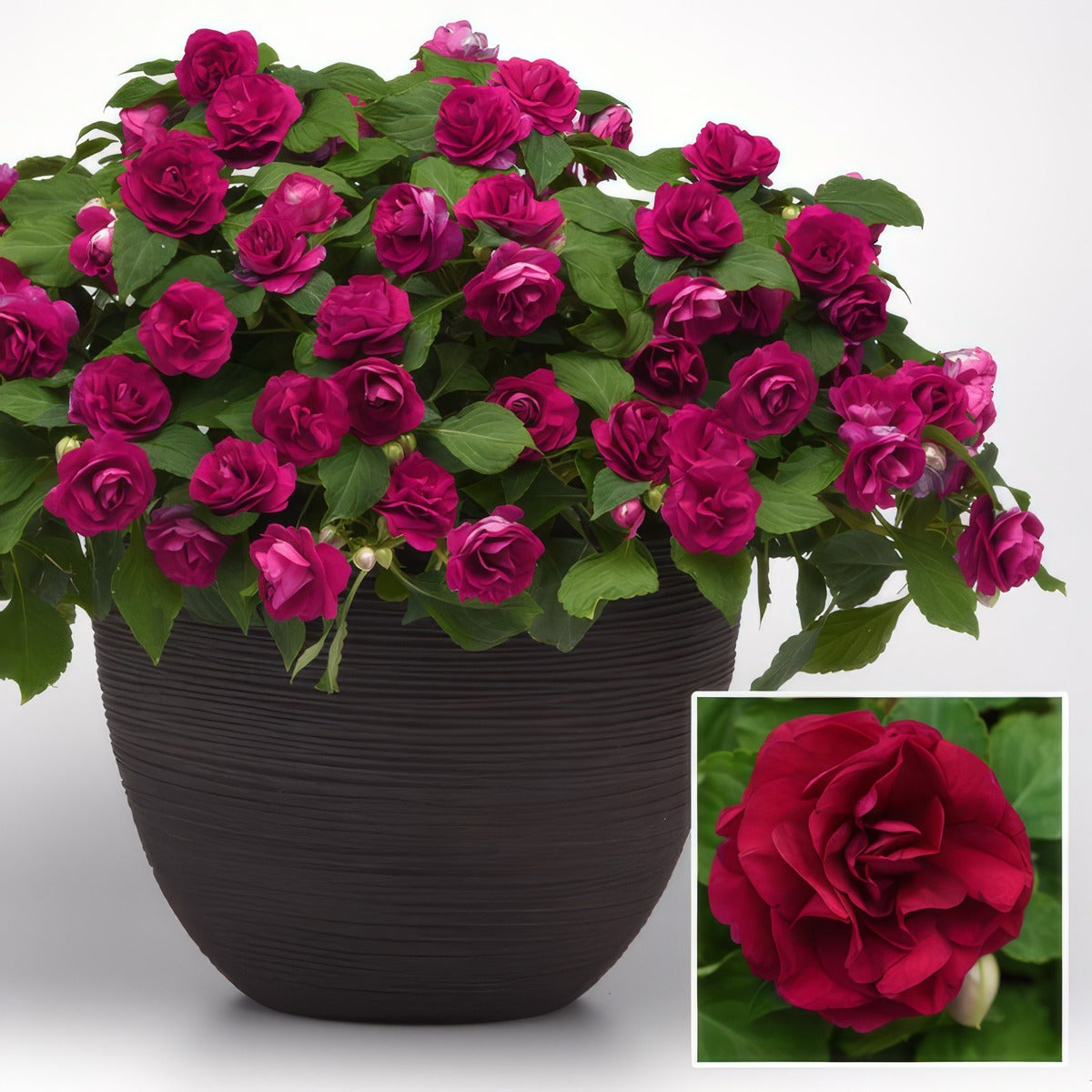 Impatiens Double Glimmer Burgundy P68impgbu - Garden Express Australia