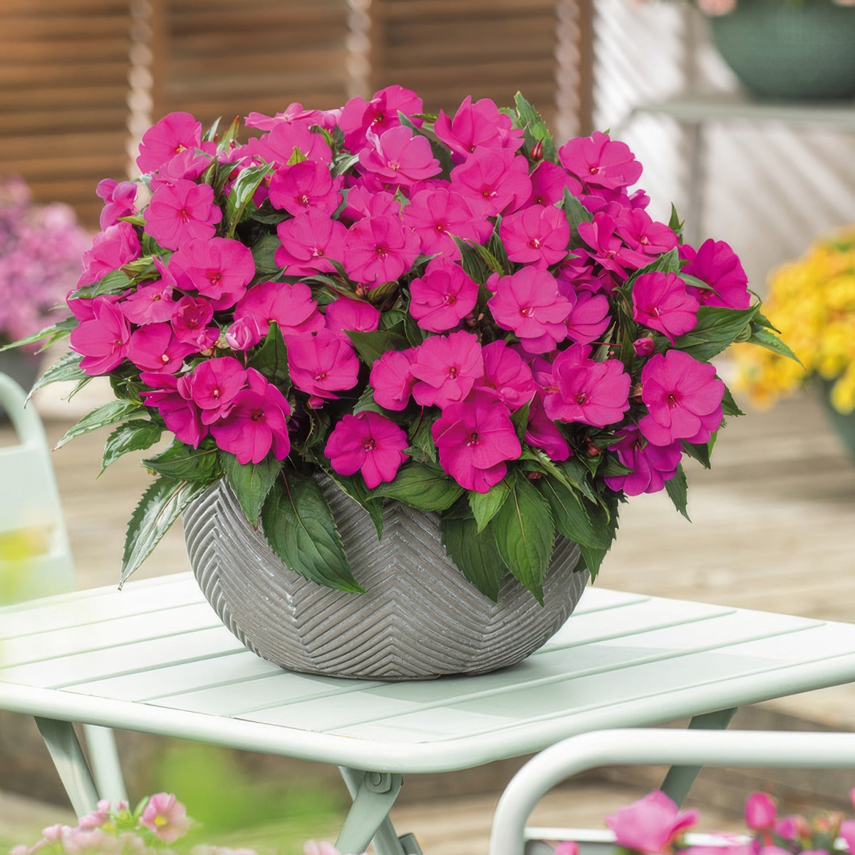 Impatiens Sunpatiens Compact Purple P68sunpcp - Garden Express Australia