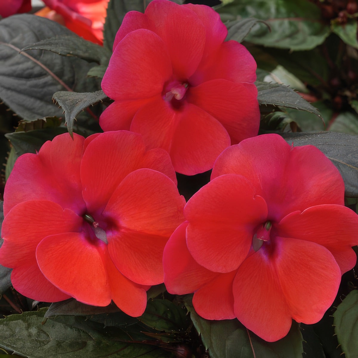 Sunpatiens Compact Deep Rose P68sunpcrs - Garden Express Australia