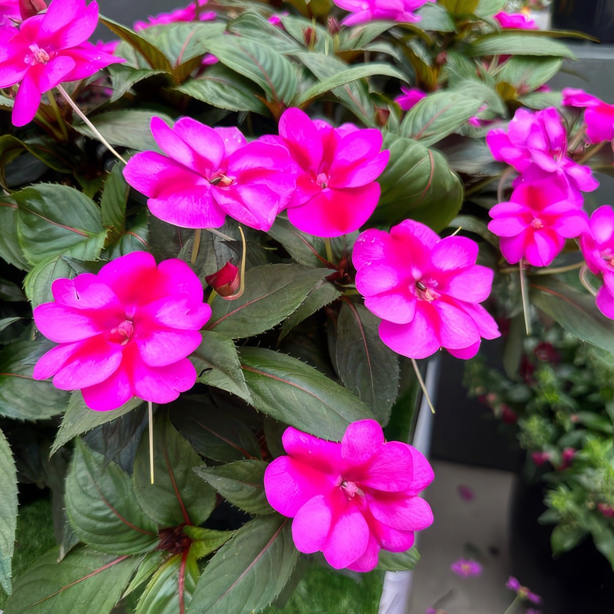 Sunpatiens Compact Purple Candy - Garden Express Australia